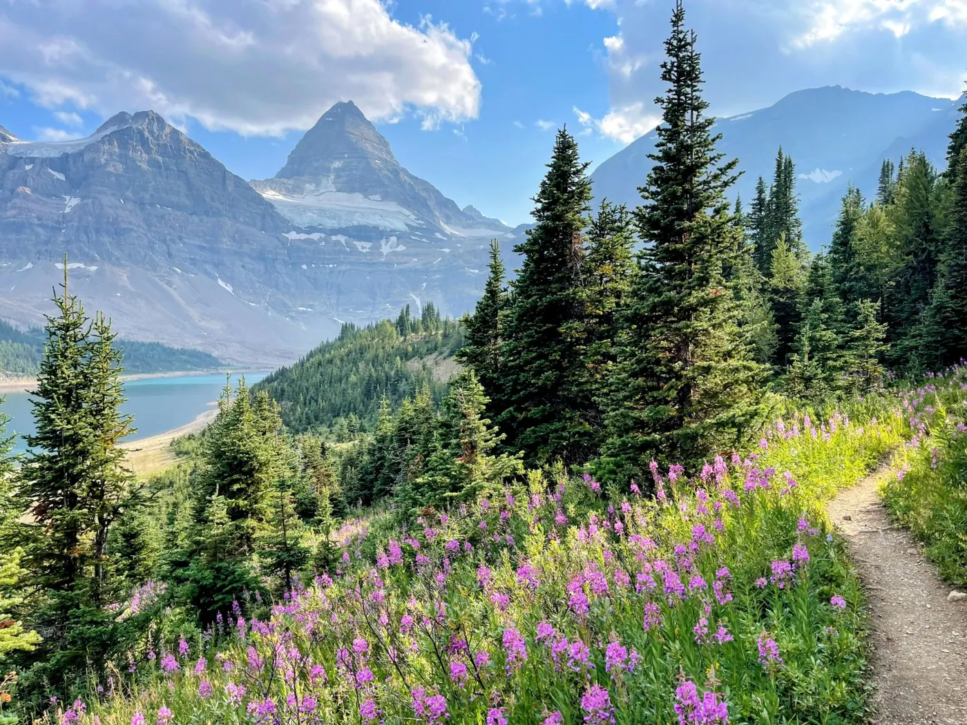 Mount Assiniboine above a trail lined with fireweed